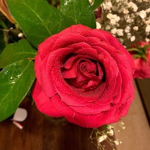 Meet your Posher, Angelic